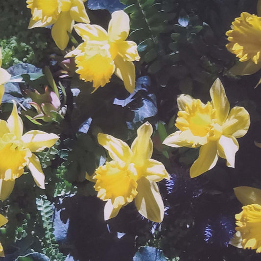 Framed Flower Photo 10