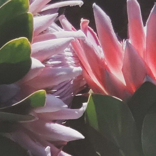 Framed Flower Photo 6